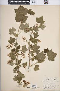 Ribes americanum image