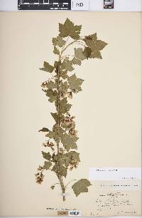 Ribes americanum image