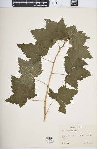 Ribes americanum image