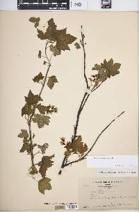 Ribes americanum image