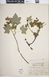 Ribes glandulosum image