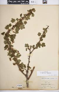 Ribes menziesii var. leptosmum image