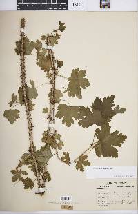 Ribes missouriense image