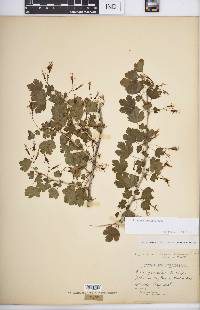 Ribes missouriense image