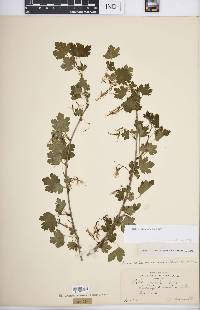 Ribes missouriense image