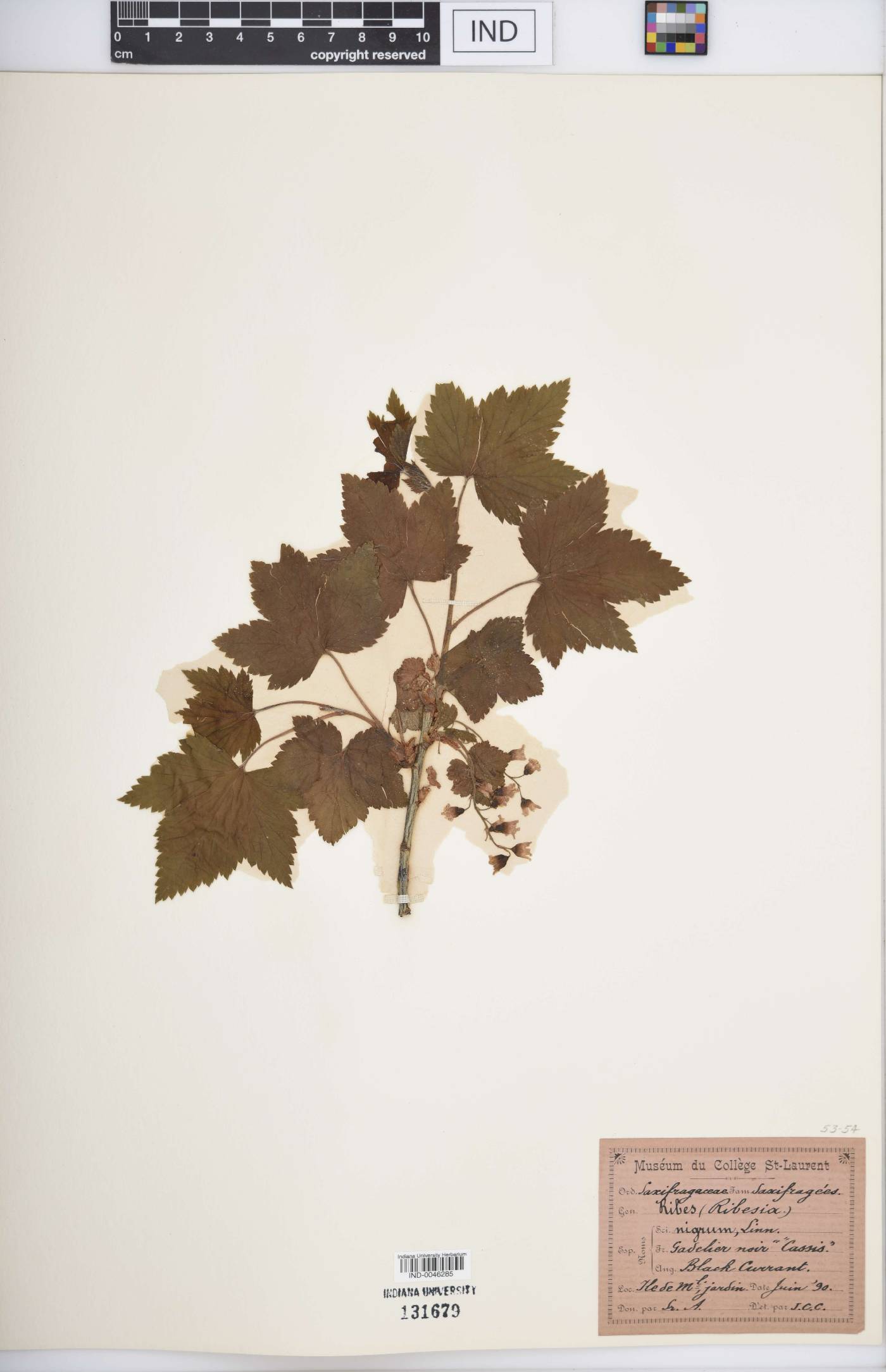 Ribes nigrum image