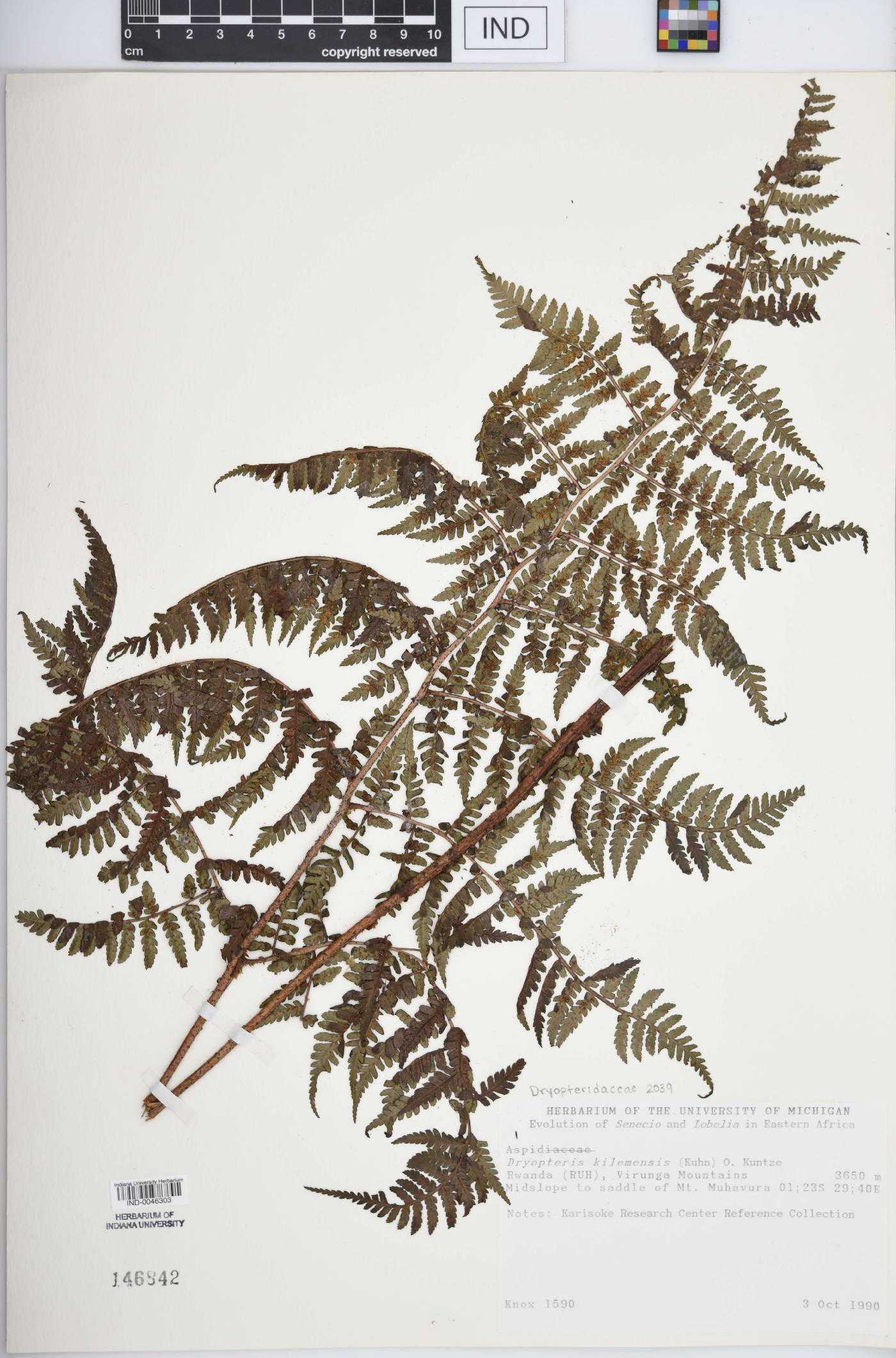 Dryopteris kilemensis image