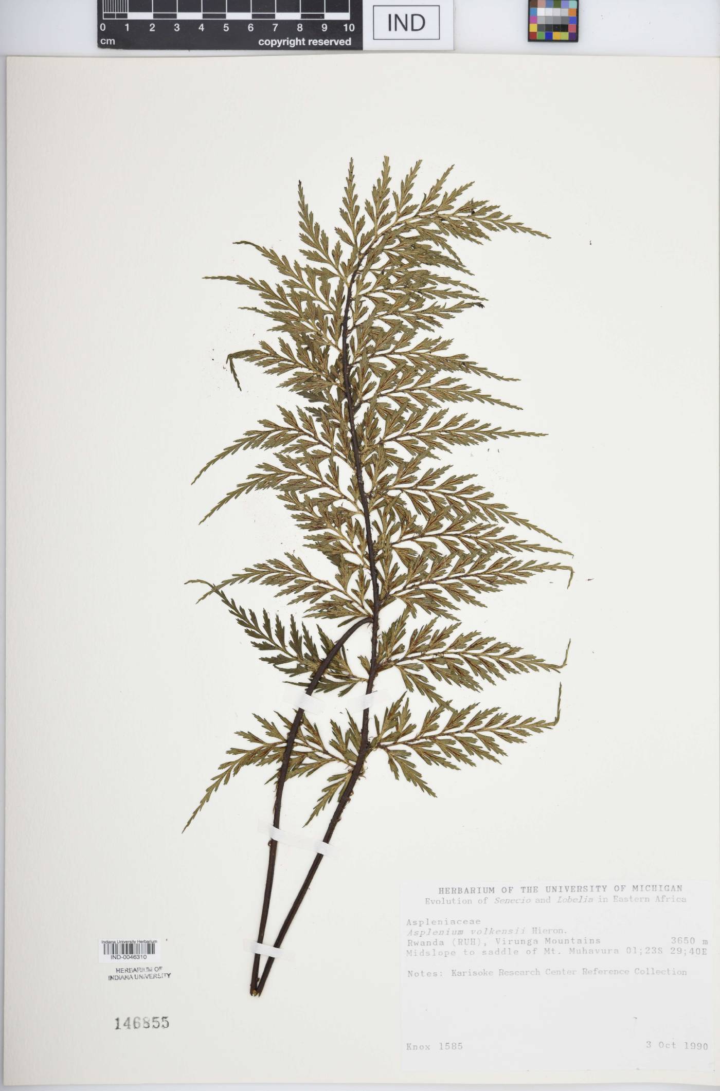 Asplenium volkensii image