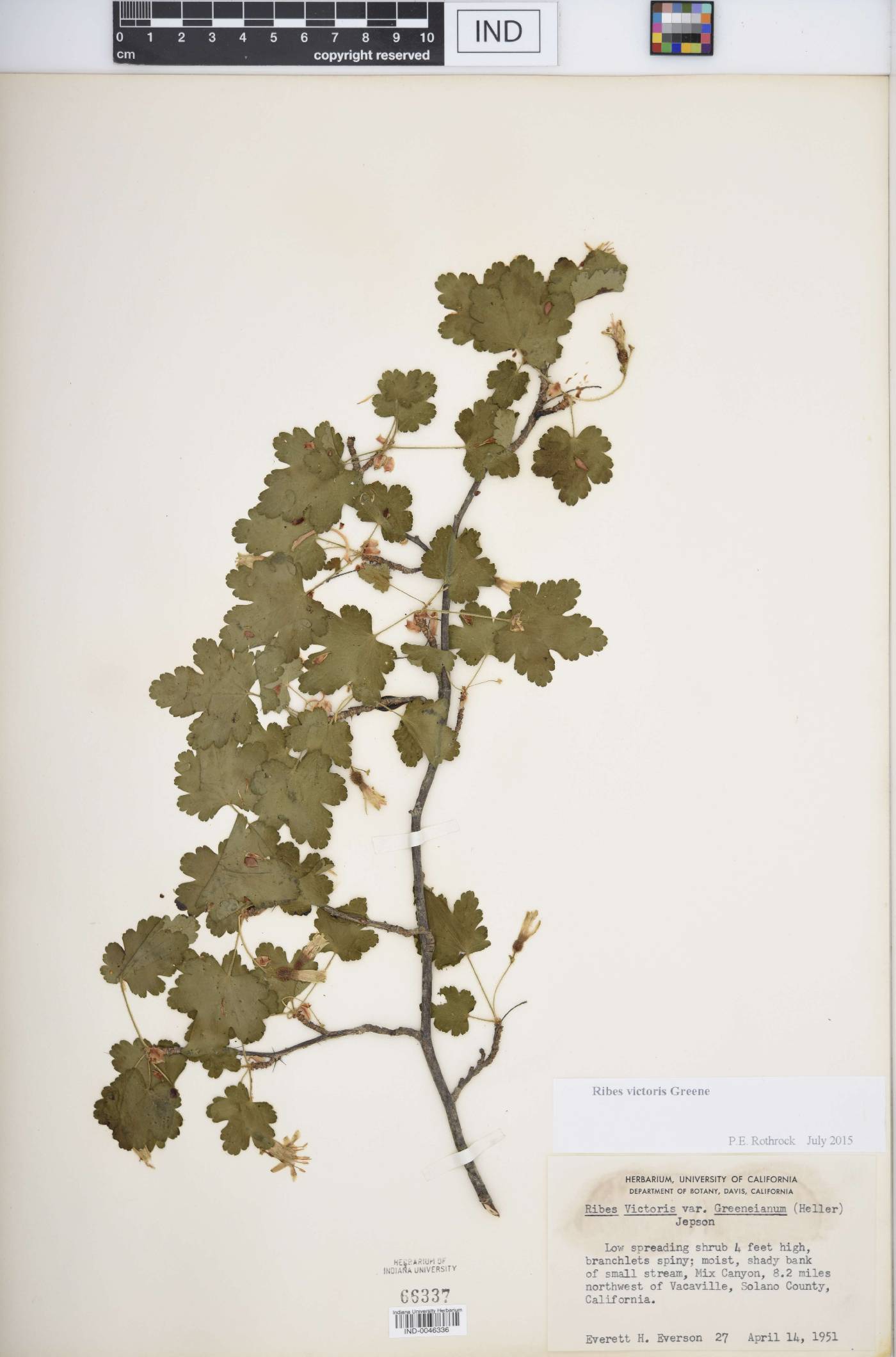 Ribes victoris image