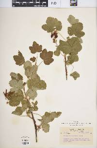 Ribes viscosissimum image