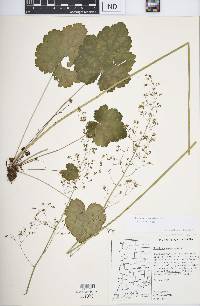 Heuchera americana var. americana image