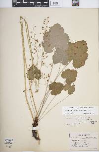 Heuchera americana image