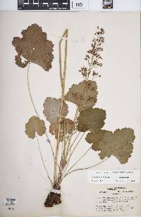 Heuchera americana image