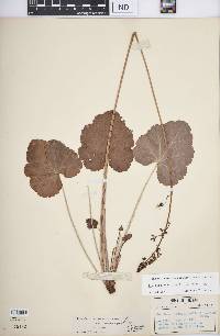 Heuchera americana image