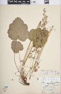 Heuchera americana var. brevipetala image