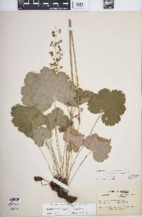 Heuchera americana image