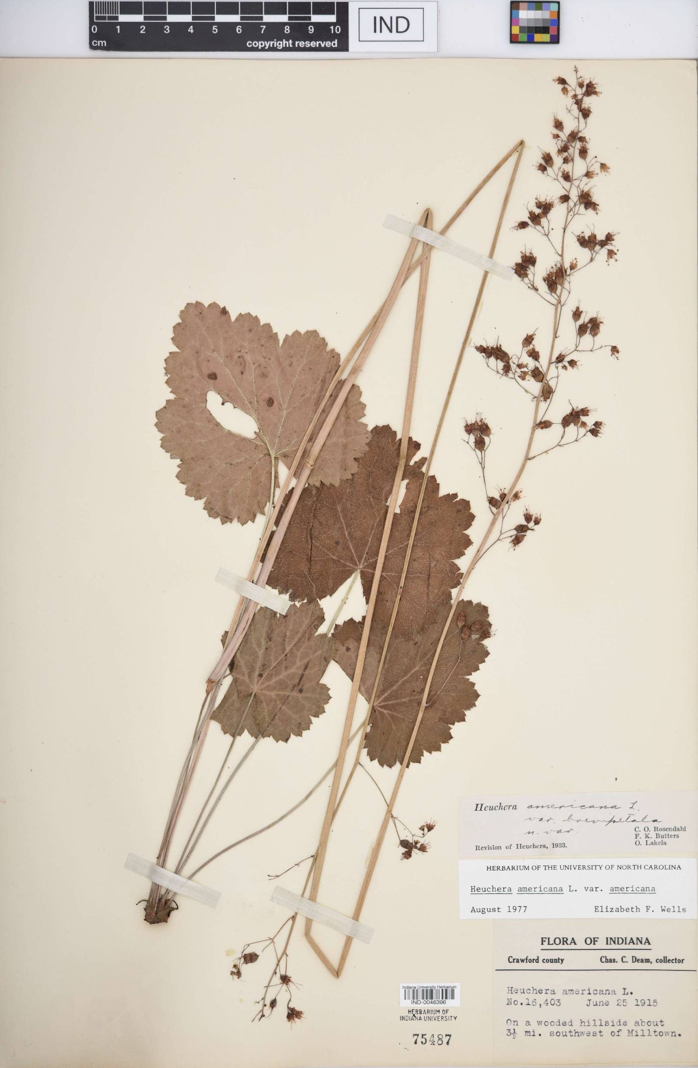 Heuchera americana var. brevipetala image