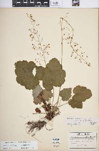 Heuchera americana image