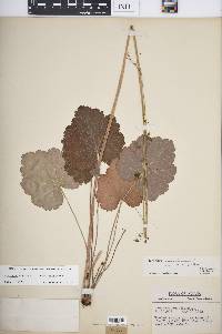 Heuchera americana var. brevipetala image