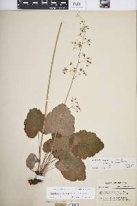 Heuchera americana var. brevipetala image