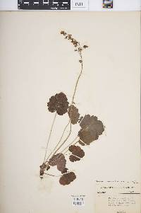 Heuchera americana var. americana image