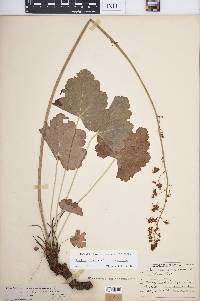 Heuchera americana image