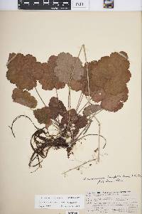 Heuchera americana var. americana image