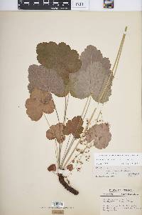 Heuchera americana image