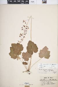 Heuchera americana image