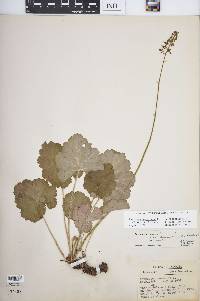 Heuchera americana image