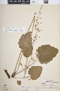 Heuchera americana var. hirsuticaulis image