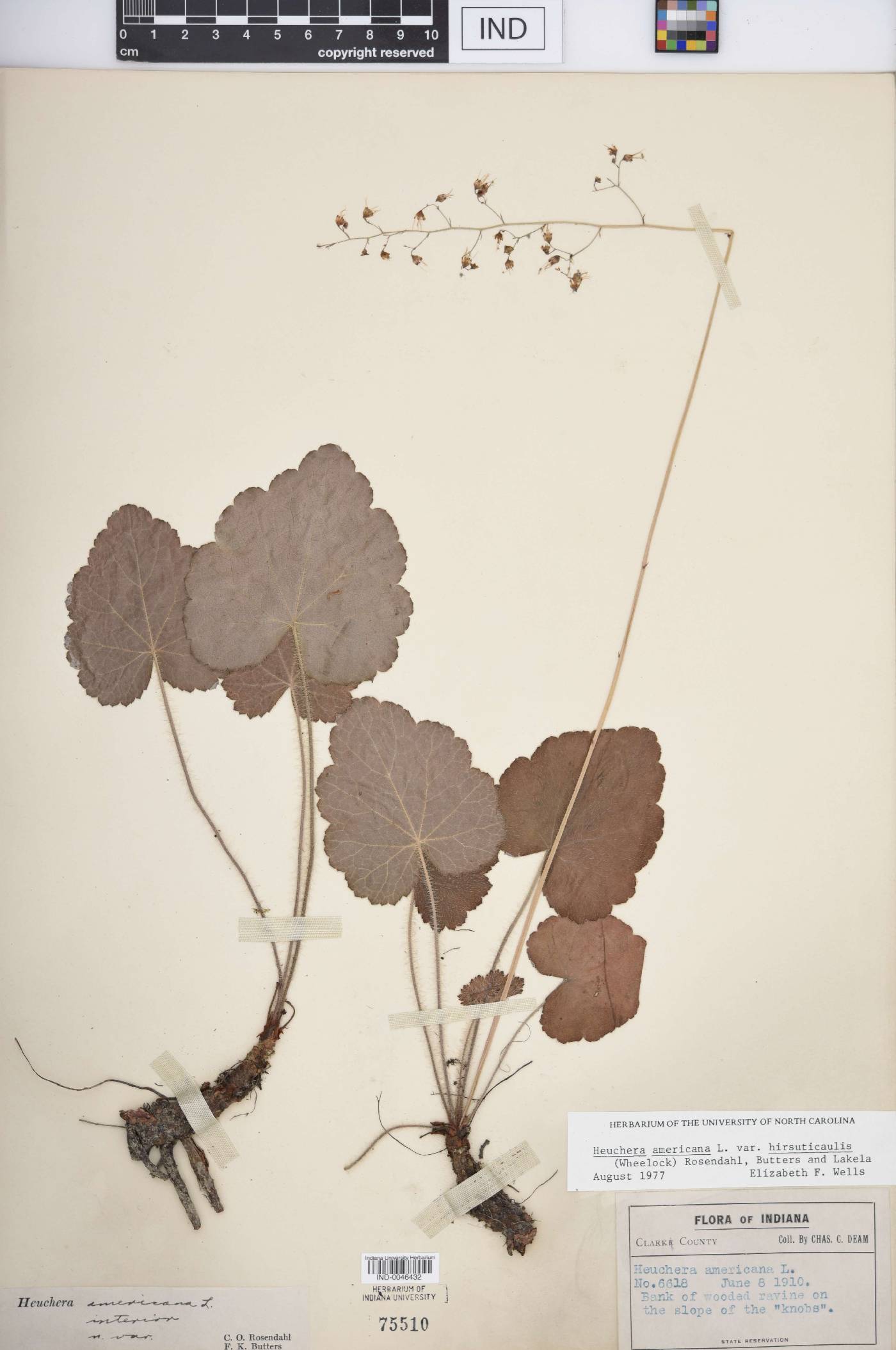 Heuchera americana var. interior image