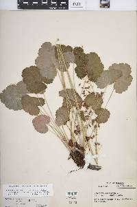 Heuchera americana image