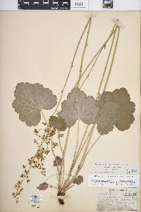 Heuchera americana image