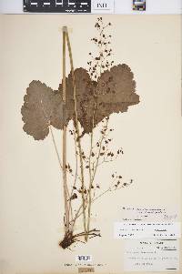 Heuchera americana image