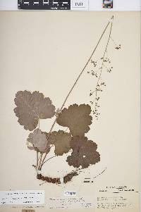 Heuchera americana var. americana image