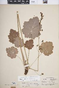 Heuchera americana var. americana image