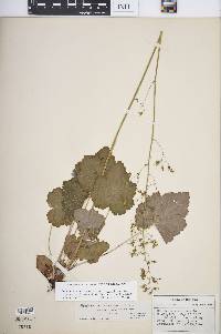 Heuchera americana image