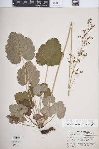 Heuchera americana image