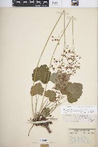 Heuchera americana var. brevipetala image