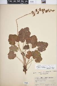 Heuchera americana image