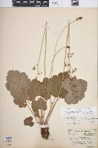 Heuchera americana image