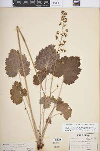 Heuchera americana image