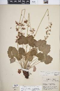 Heuchera americana var. hirsuticaulis image