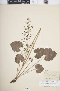 Heuchera americana image