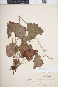 Heuchera americana image