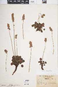 Heuchera cylindrica image