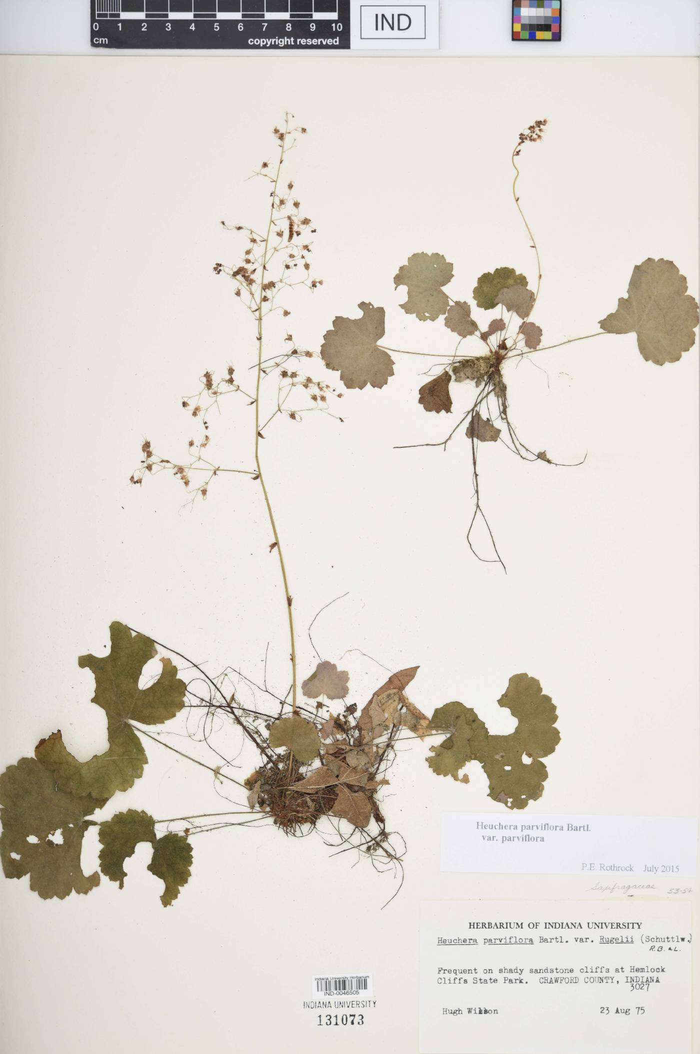 Heuchera parviflora image