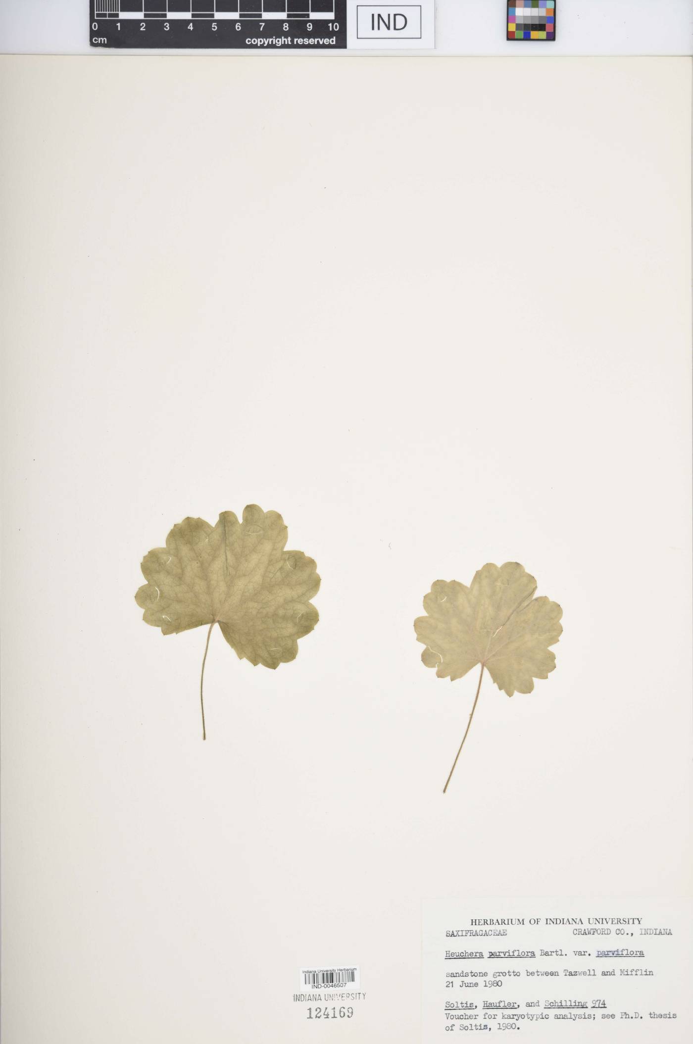 Heuchera parviflora image