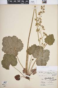 Heuchera richardsonii image